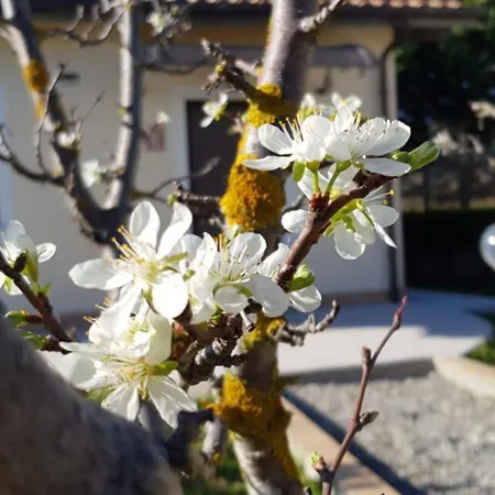 팜스테이 La Mandragola Relais