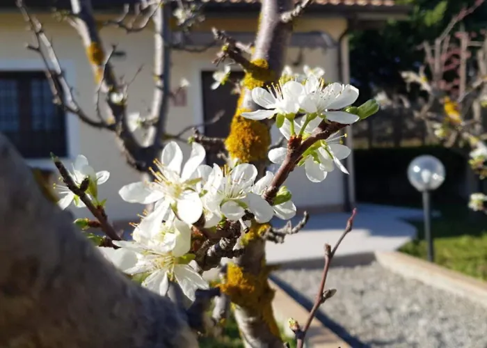 Alojamento de Turismo Rural La Mandragola Relais